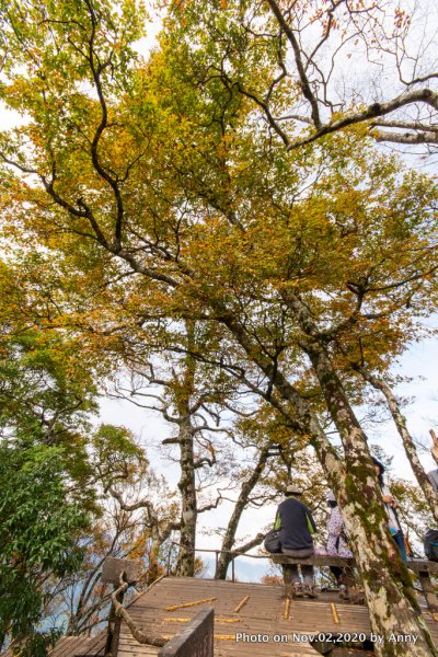 無雨無霧的宜蘭山毛櫸步道1157095