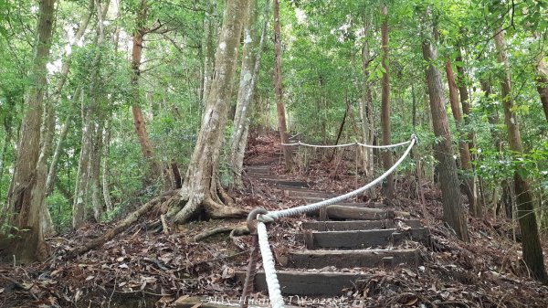 《台中》優美稜線｜橫嶺山自然步道（大雪山社區南登山口）202505312800186
