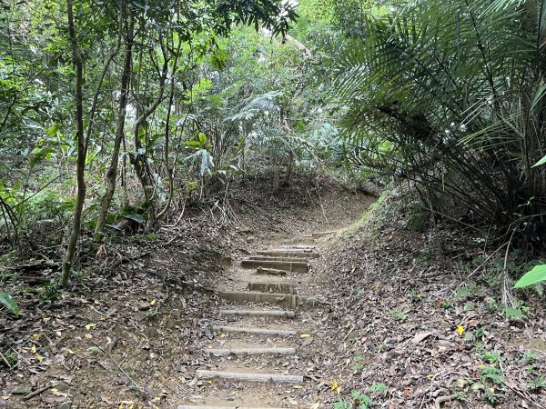 [微笑山線_第一段] 2025_0720 大棟山系_青龍嶺2843478