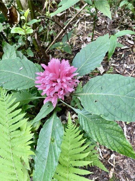 《陽明山的山林片刻｜沿著青春嶺路走向山野的綠意》2939236