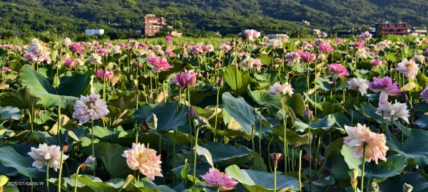 天龍國阿伯的日常-雲山水花鳥蝶 #日出 #牡丹蓮 #香水蓮 #手機拍攝 賞蝶趣 7/42826992