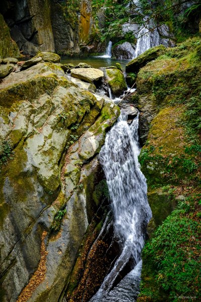 [冬訪大霸聖山岳參行]-大鹿林道東線榆金楓紅與九九山莊精選輯2974630