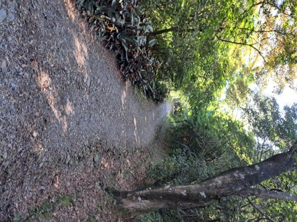 宜蘭七星嶺，松羅，見晴懷古步道3136188