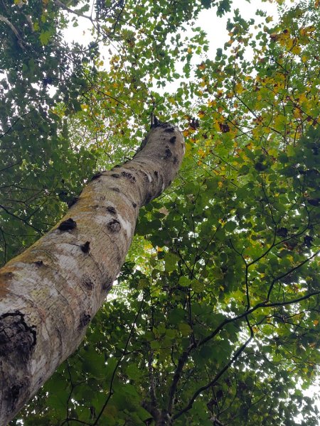 鳳鳴古道 鳳鳴山 南隘勇（南長城）古道 三湖山 八達嶺（龍骨）古道 綠色古道 延平古道2975132