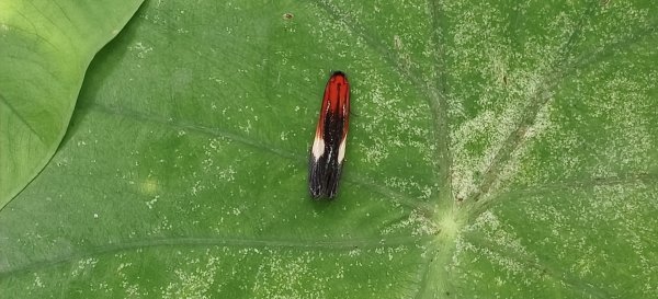 2025/07/27_梅后蔓瀑布+梅后蔓步道2846750