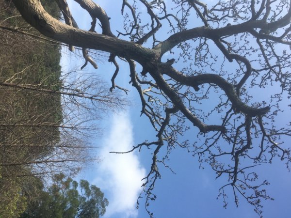 水牛城、百年土地公2036483