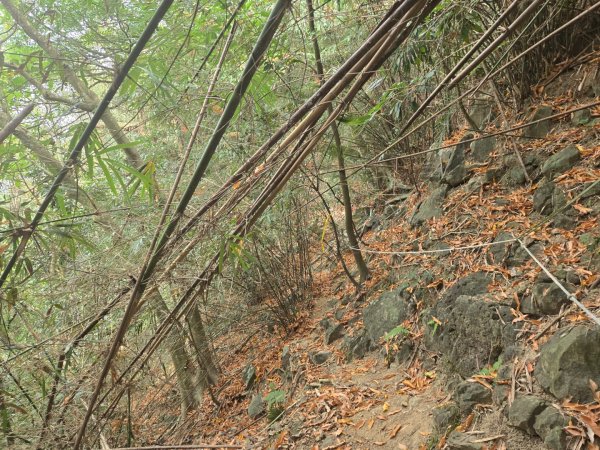 2026-02-01 靈山古道2991721