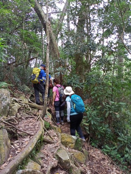 【谷關七熊,山林美境尋寶趣】屋我尾山步道1108300