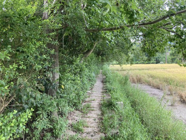 南埔村觀音步道+挑水壢古道2550257