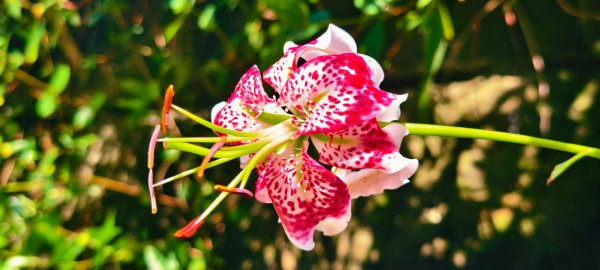 雲山水花鳥蝶-天龍國阿伯的日常 #艷紅鹿子百合 #大鳳蝶 #玉帶鳳蝶2863973