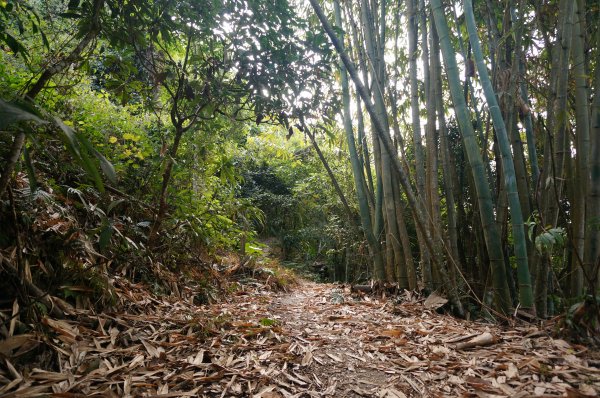 三腳南山登山步道2009935