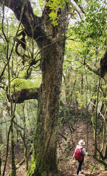 【中級山縱走】魯壁山，東穗山，大島田山，宇老觀景台2771641