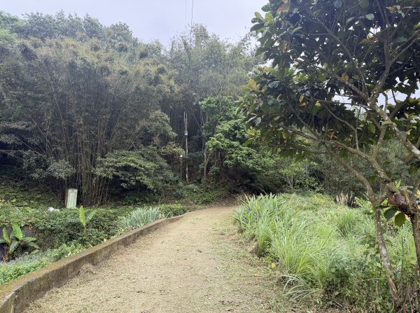 [樟之細路_第一大段RSA08] 2026_0328 小粗坑古道3025759