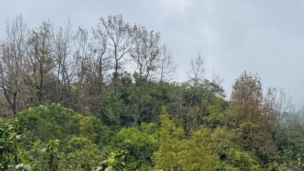 20260203小百岳月眉山鯉魚山2994864