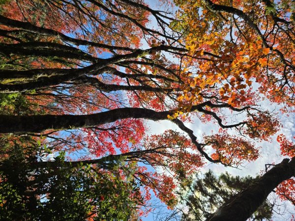 鳶嘴稍來山之楓紅／雲海2974032