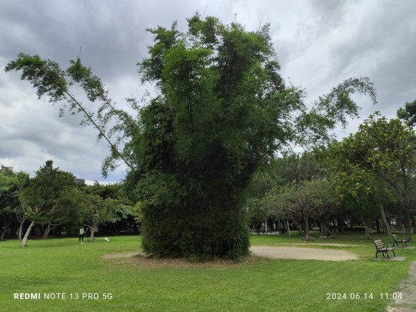 大安森林公園、高記上海料理、北師美術館【走路趣尋寶，全臺齊步走】2526026