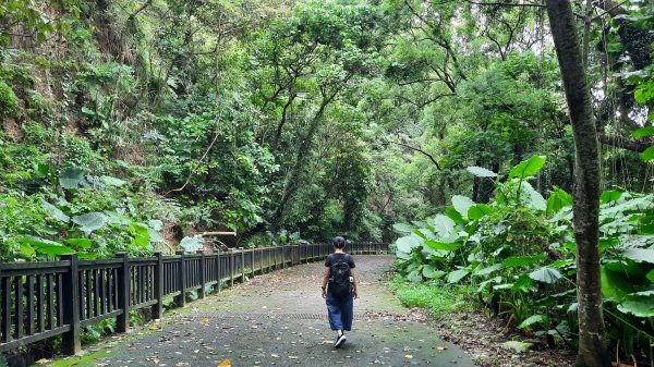 《彰化》玉蘭花香｜赤水崎公園步道及松柏坑山202308062241234