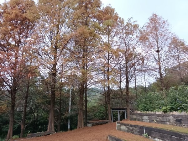 基隆市三層山+湳子大崙+淡基橫斷古道+面桶寮土地公2982260