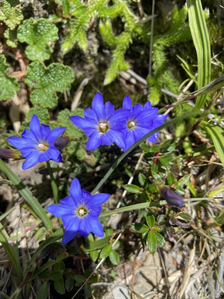 合歡北峰下小溪營地2891594