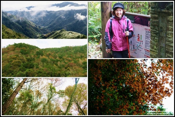 新竹。霞喀羅古道養老段煙雨濛濛賞楓行