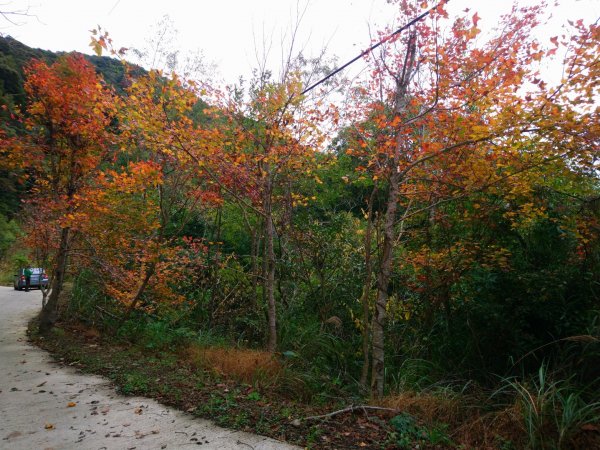 李崠山、泰平山、馬望僧侶山O走1211309