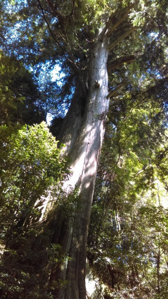 高聳雲天的檜山巨木群步道718788