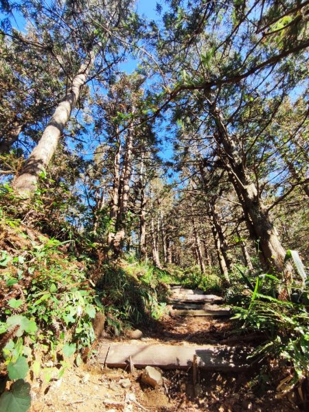 大雪山長壽三崠2691106