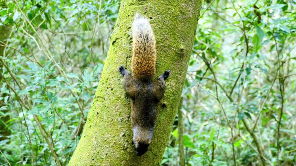 環七星山步道2837891