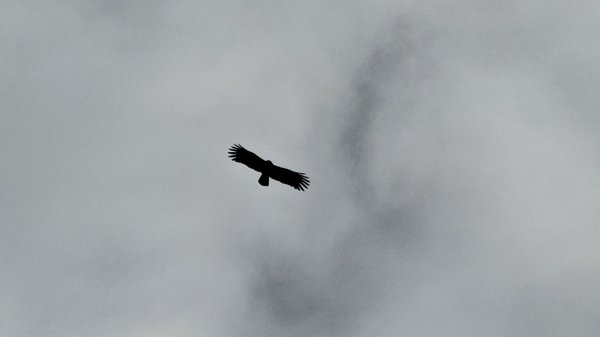 鳶嘴山+稍來神木2709868