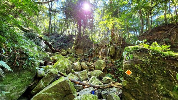 【中級山】插天山的奇幻世界，赫威山，赫威神木群步道2741336