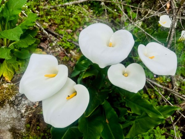 🌈4/19(六)~中橫小百岳-卡拉寶山+百岳~石門山FB：熊熊趴爬走🌈2765881
