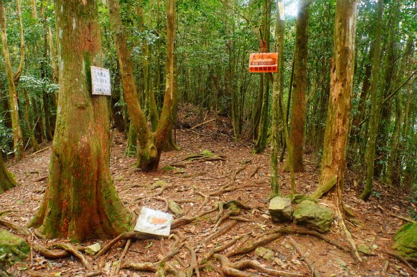 臺中 和平 大崠山、長壽山、醜崠山3028325