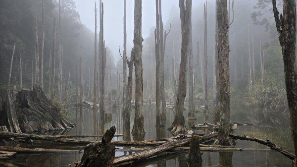 忘憂森林有一種美無法形容，雲霧繚繞，水氣朦朧，全台入園數第一名的森林遊樂區，溪頭自然教育園區2729335