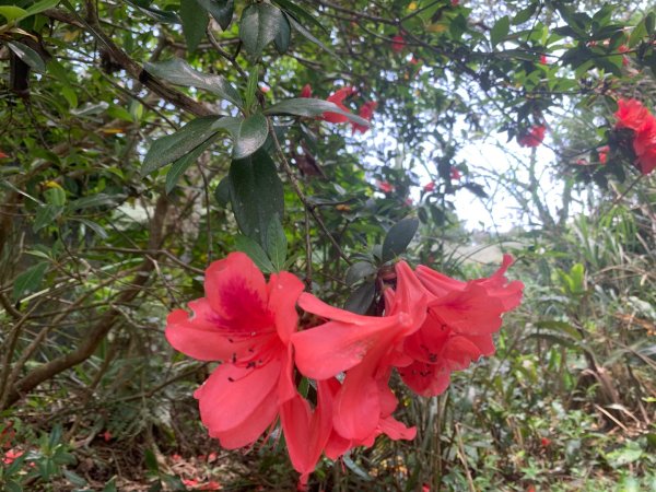 大崎棟古道、騎龍古道2772272