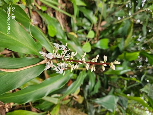 新店小百岳獅頭山+古蹟遺址O走3071944