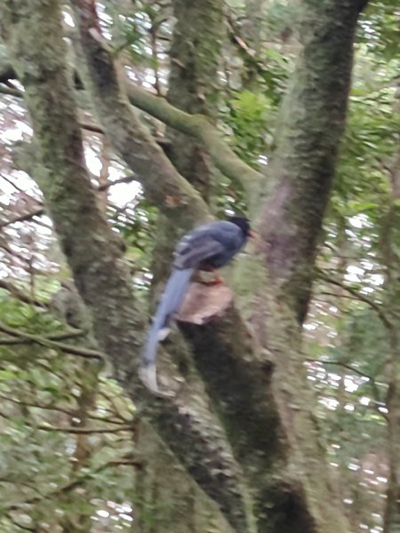 臺北大縱走第二段：二子坪至小油坑2827692