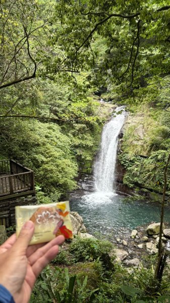 戲水（鴛鴦2786746