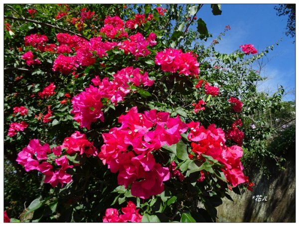 馬那邦山(小百岳)/上湖登山口2427090