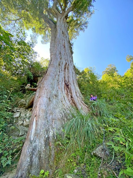 鳶嘴稍來神木、稍來山O型走20209151102454