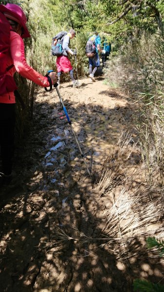 合歡山五座百岳賞杜鵑花587074