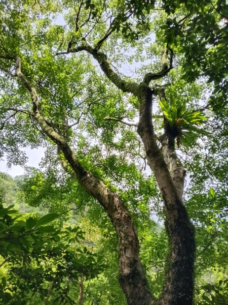 基隆市荖寮坑古道+十分古道(暖東舊道)+頂子寮山(嶺頭土地公)P字走2821485