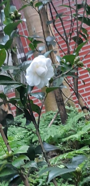 土地公後山1232697