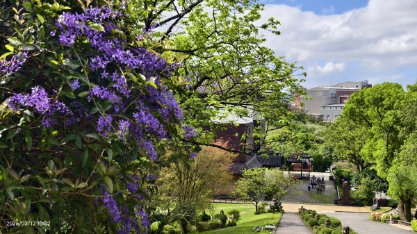 #緣道觀音廟 #北海福座 #萬代福 #黃花風鈴木 #錫葉藤 #青帶鳳蝶 #昭和櫻 #吉野櫻 3/123014055