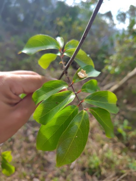 霧里乙部落-舊內文社-霧里乙山東北峰-霧里乙山-霧里乙南山-獅子頭山2766060