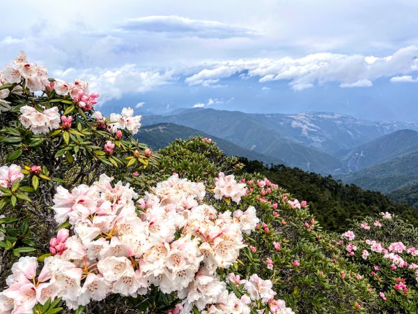 《百岳之美》合歡北峰/西峰｜Mt.Hehuan North Peak/Mt.Hehuan West2499250