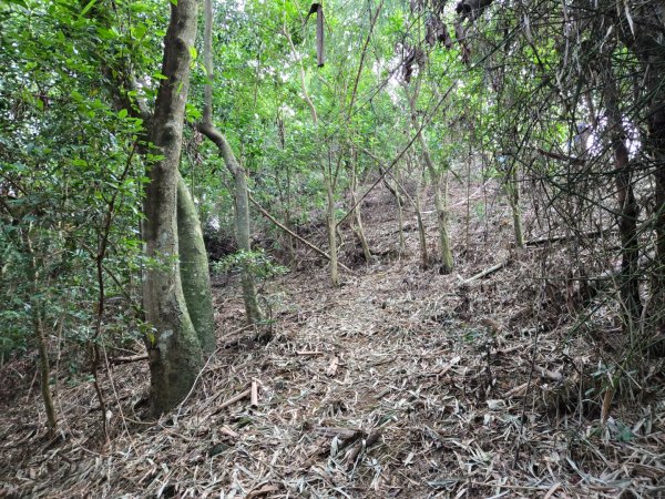 美濃雙溪樹木園（九芎林山）2652567