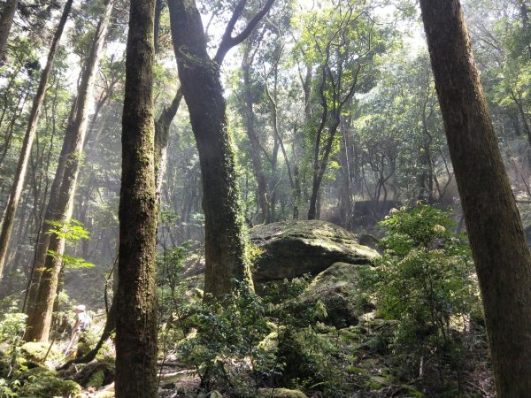 大坪—杜鵑嶺—加里山小P路線1344206