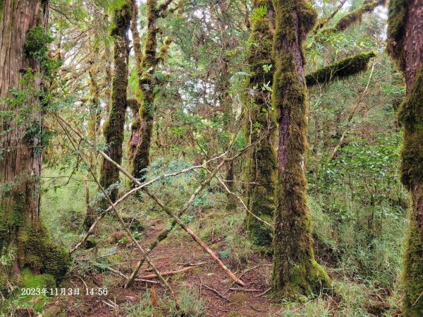 三星山+三星池+望洋山+太平山山毛櫸2432920