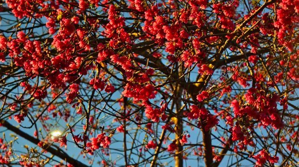 翡翠水庫壩頂&士林官邸鬱金香 2/172713962