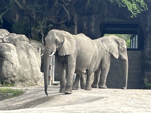 [臺北健康大穀東-06/34] 2023_0909_臺北市立動物園